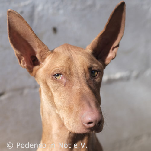 Choovio Podenco