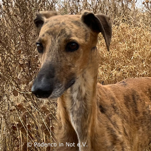 Galgo Shantanuu